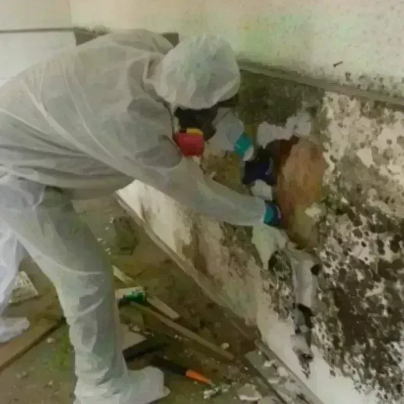 Mold Remediation and Removal in Silverton, TX